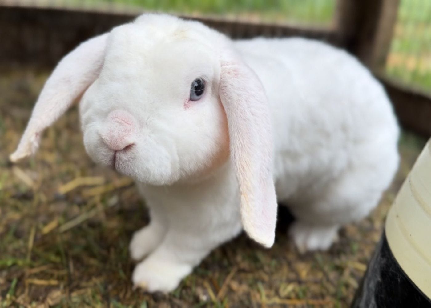 Blizzard, a blue-eyed white Mini Plush Lop buck