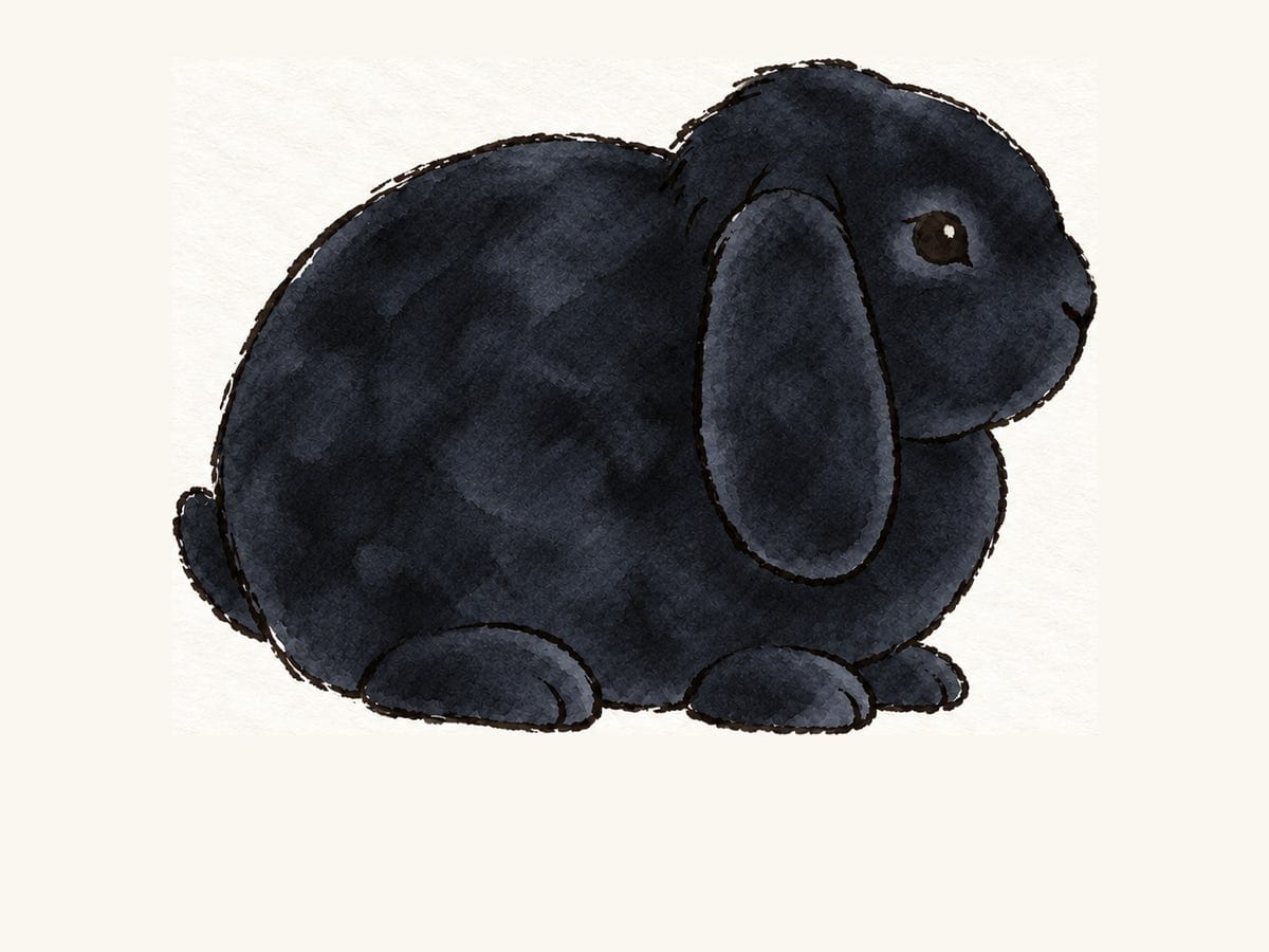 A drawing of a black Mini Plush Lop