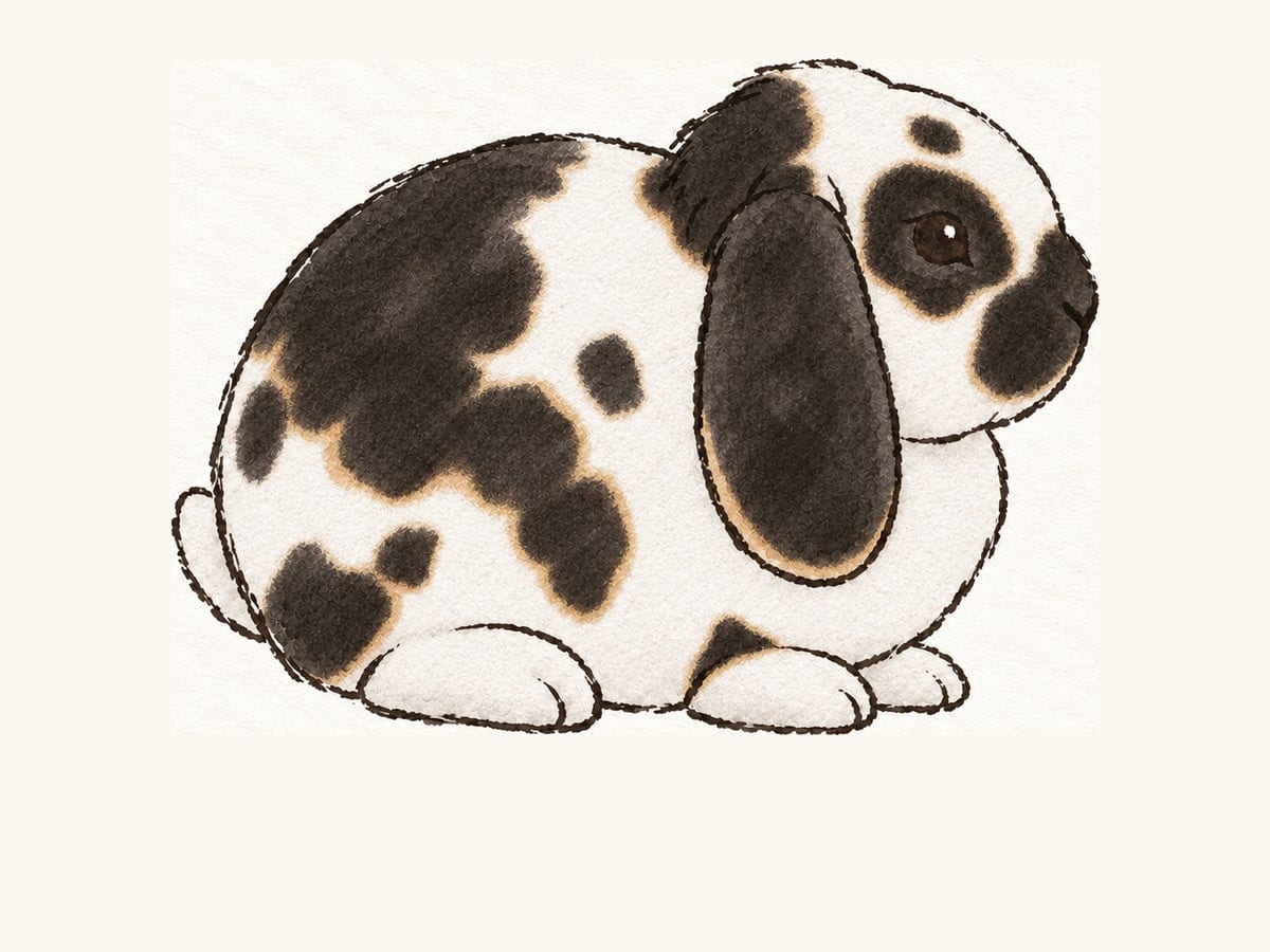 A drawing of a broken black otter Mini Plush Lop