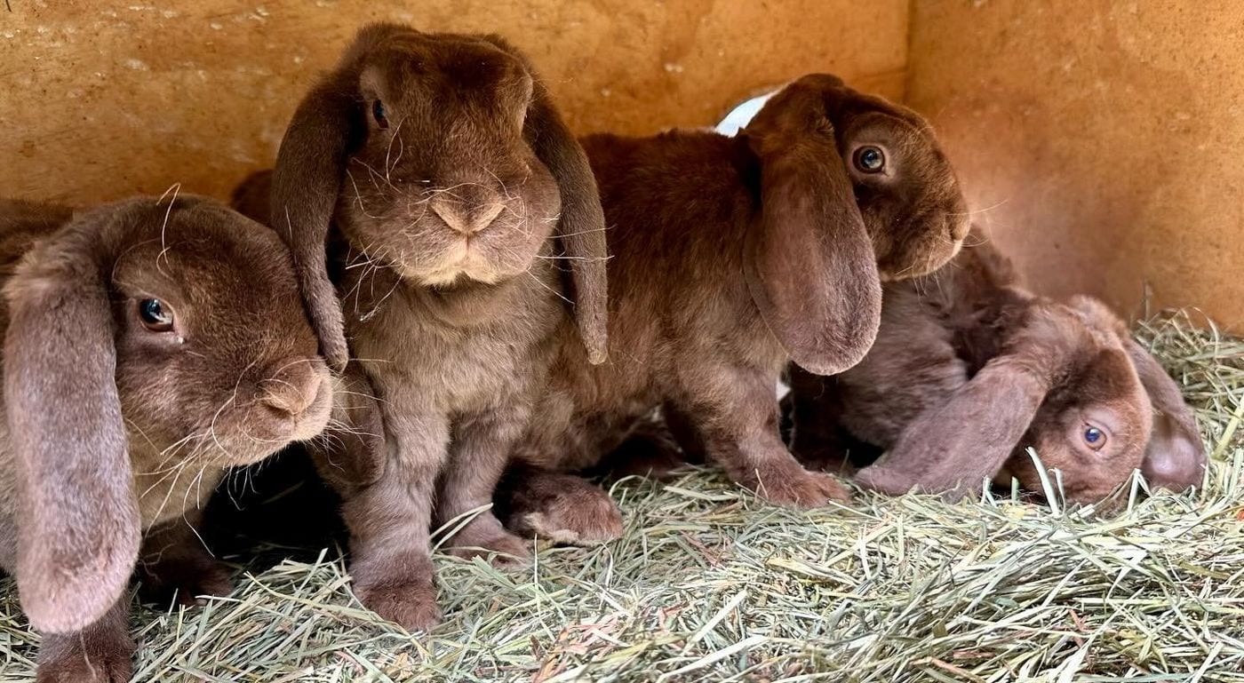 A litter of chocolate Mini Plush Lop kits sitting together on hay