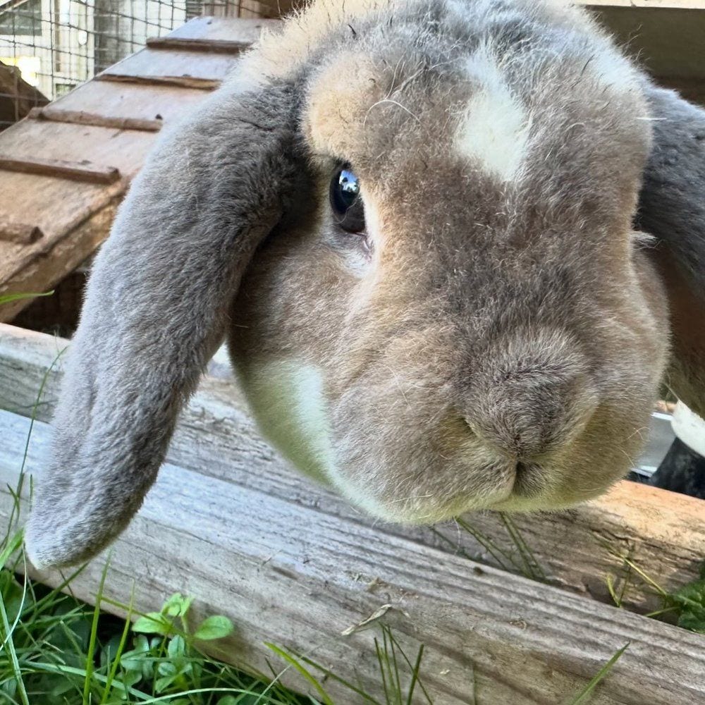 Close view of a Mini Plush Lop's broad head and lopped ears
